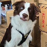 Sky joined the competition — help win amazing prizes! alert, animal, blue_eye, border_collie, brown_and_white, brown_eye, canine, cardboard_boxes, companion, cute, dog, domestic, expression, flooring, fur, heterochromia, indoor, pet_harness, portrait, sitting