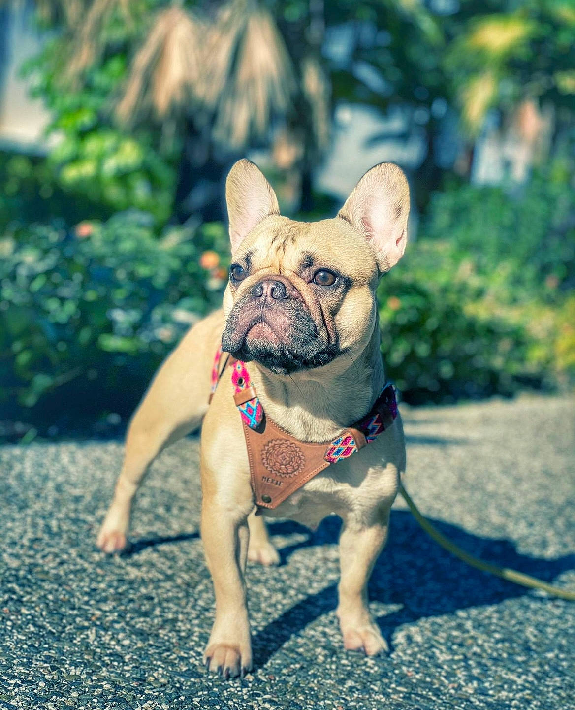Peach a rejoint le concours — aidez-le/la à gagner de superbes lots ! bulldog, carnivore, collar, companion_dog, dog, dog_breed, dog_collar, electric_blue, fawn, french_bulldog, grass, leash, molosser, plant, snout, sporting_group, terrestrial_animal, toy_dog, working_animal, wrinkle