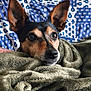 Koda a rejoint le concours — aidez-le/la à gagner de superbes lots ! animal, black, blanket, brown, closeup, comfort, cozy, cute, dog, ears, face, fur, indoor, pet, portrait, quilt, relaxed, resting, snout, soft