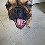 Bulle participe au concours pour gagner de l'argent avec cette photo : dog, french_bulldog, pet, close_up, tongue_out, happy, indoor, tile_floor, canine, squinting_eyes, animal, companion, cute, snout, ears, paw, mouth_open, domestic, playful, smiling