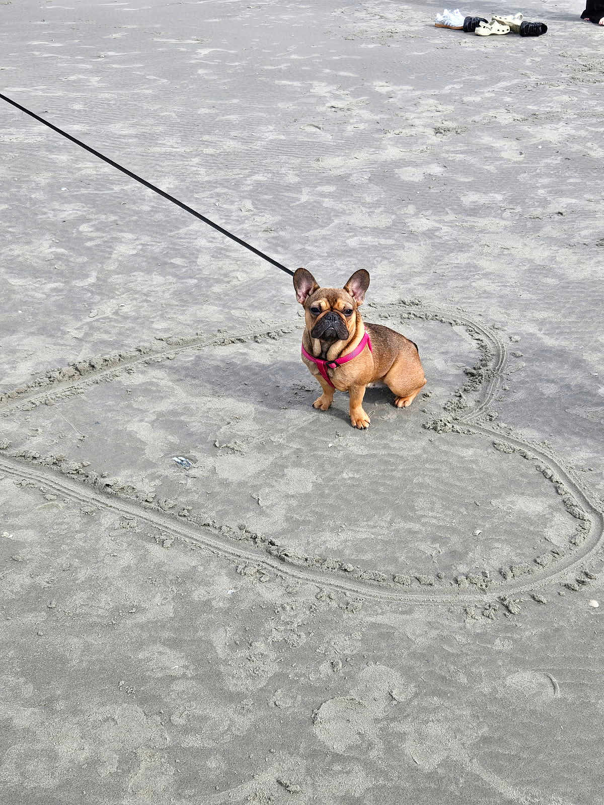 Bulle participe au concours pour gagner de l'argent avec cette photo : dog, french_bulldog, beach, sand, heart, leash, pet, animal, outdoor, cute, small_dog, harness, sitting, gray_sand, playful, daylight, adorable, canine, companion, leisure