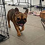Bulle participe au concours pour gagner de l'argent avec cette photo : dog, french_bulldog, indoor, tile_floor, pet_toy, metal_chair, blanket, pet_bowl, happy, tongue_out, animal, walking, brown_dog, canine, floor, furniture, home, domestic, companion, cute