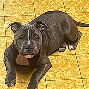 Athéna participe au concours pour gagner de l'argent avec cette photo : puppy, dog, pet, lying_down, floor, tile_floor, gray_dog, white_patch, curious, ears, indoor, young_dog, canine, animal, domestic_animal, paw, cute, looking, resting, companion