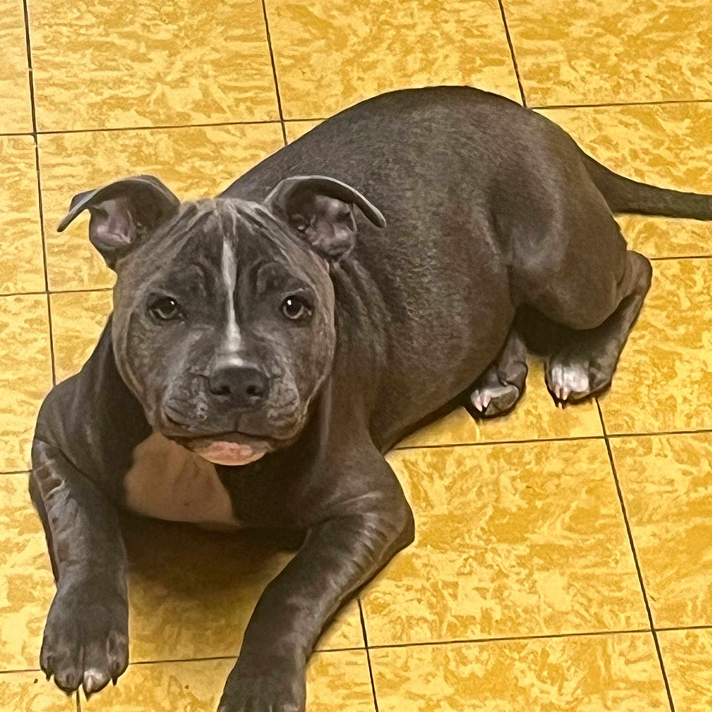 Athéna participe au concours pour gagner de l'argent avec cette photo : animal, canine, companion, curious, cute, dog, domestic_animal, ears, floor, gray_dog, indoor, looking, lying_down, paw, pet, puppy, resting, tile_floor, white_patch, young_dog