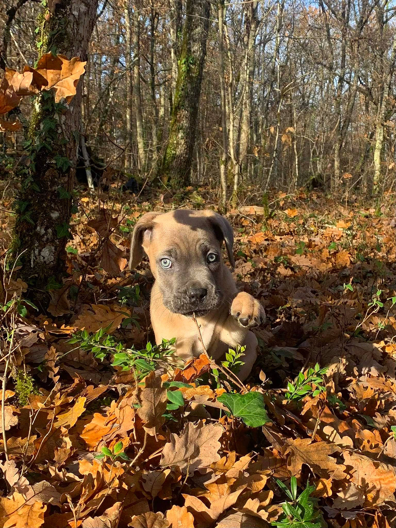 Thyson participe au concours pour gagner de l'argent avec cette photo : carnivore, dog, dog_breed, fawn, grass, groundcover, landscape, livestock, natural_landscape, plant, plant_community, snout, soil, sporting_group, terrestrial_animal, terrestrial_plant, tree, trunk, wood, working_animal