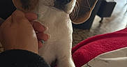 Bude participe au concours pour gagner de l'argent avec cette photo : animal, beagle, bed, bedroom, brown_and_white, close_up, cozy, dog, eyes, face, floppy_ears, hand, indoors, long_ears, nose, pet, petting, portrait, puppy, whiskers