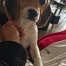 animal, beagle, bed, bedroom, brown_and_white, close_up, cozy, dog, eyes, face, floppy_ears, hand, indoors, long_ears, nose, pet, petting, portrait, puppy, whiskers