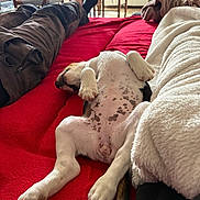 Bude a rejoint le concours — aidez-le/la à gagner de superbes lots ! belly_up, couch, cozy, cute, daylight, dog, home, indoor, legs, lying_down, paws, pet, playful, puppy, red_blanket, relaxed, sleeping, socks, spotted_belly, white_fur