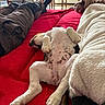 belly_up, couch, cozy, cute, daylight, dog, home, indoor, legs, lying_down, paws, pet, playful, puppy, red_blanket, relaxed, sleeping, socks, spotted_belly, white_fur