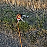Bude a rejoint le concours — aidez-le/la à gagner de superbes lots ! animal, beagle, brown_and_white, canine, countryside, dog, field, grass, gravel, harvested_field, leash, lying_down, outdoor, pet, photography, puppy, red_harness, roadside, rural, straw