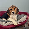 animal, beagle, black_coat, brown_and_white, cushion, cute, dog, floppy_ears, front_paw, home, indoors, looking_at_camera, lying_down, patterned_floor, pet, pet_bed, portrait, puppy, sitting, white_chest