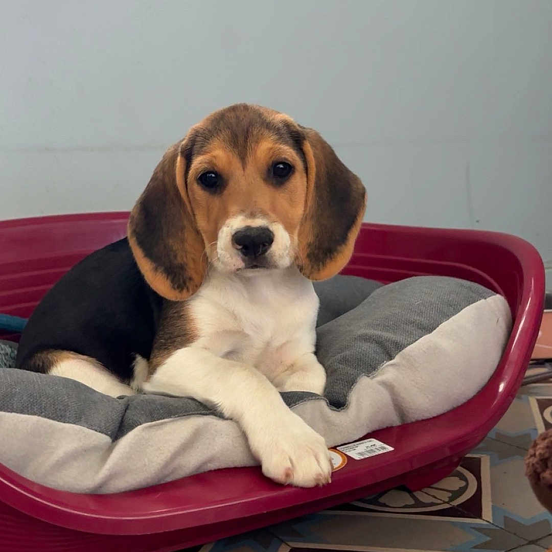 Bude participe au concours pour gagner de l'argent avec cette photo : animal, beagle, black_coat, brown_and_white, cushion, cute, dog, floppy_ears, front_paw, home, indoors, looking_at_camera, lying_down, patterned_floor, pet, pet_bed, portrait, puppy, sitting, white_chest