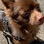 Volt participe au concours pour gagner de l'argent avec cette photo : animal, brown, canine, close_up, curious, daylight, dog, ears, fur, harness, leash, nose, outdoor, pavement, pet, portrait, shadow, small_dog, sunlight, walking