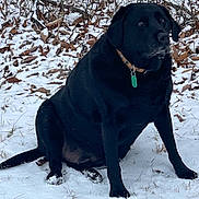 Mason is registered to the contest to win money with this photo: dog, black_dog, snow, outdoor, winter, leaves, collar, pet, canine, sitting, nature, animal, fur, cold, paw_prints, quiet, background, forest_floor, calm, alert