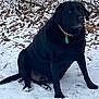 dog, black_dog, snow, outdoor, winter, leaves, collar, pet, canine, sitting, nature, animal, fur, cold, paw_prints, quiet, background, forest_floor, calm, alert