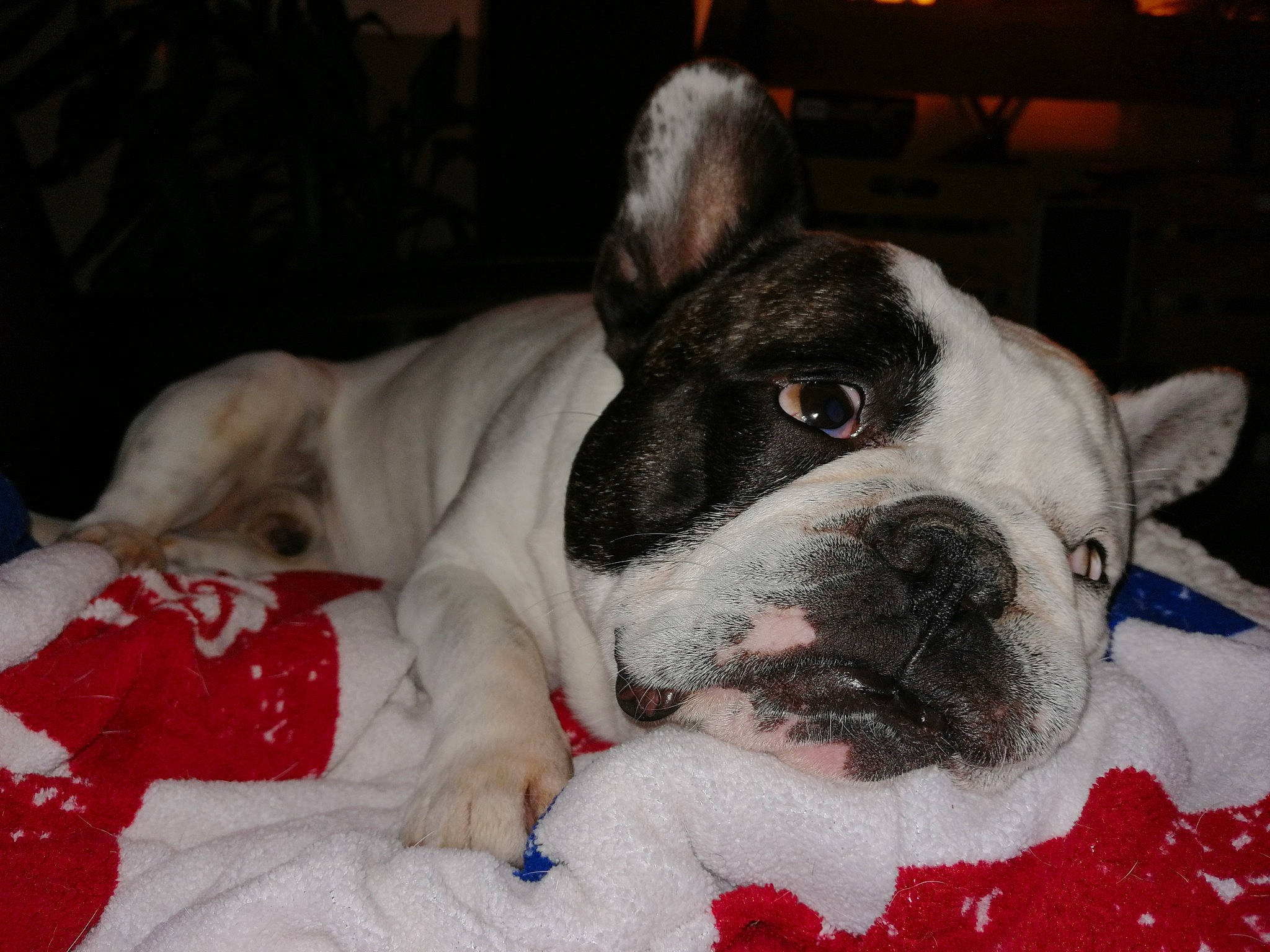 Albator a rejoint le concours — aidez-le/la à gagner de superbes lots ! american_bulldog, bulldog, canidae, carnivore, companion_dog, dog, dog_breed, french_bulldog, mammal, non_sporting_group, nose, old_english_bulldog, olde_english_bulldogge, rare_breed_dog, skin, snout, toy_bulldog, valley_bulldog, vertebrate, white_english_bulldog