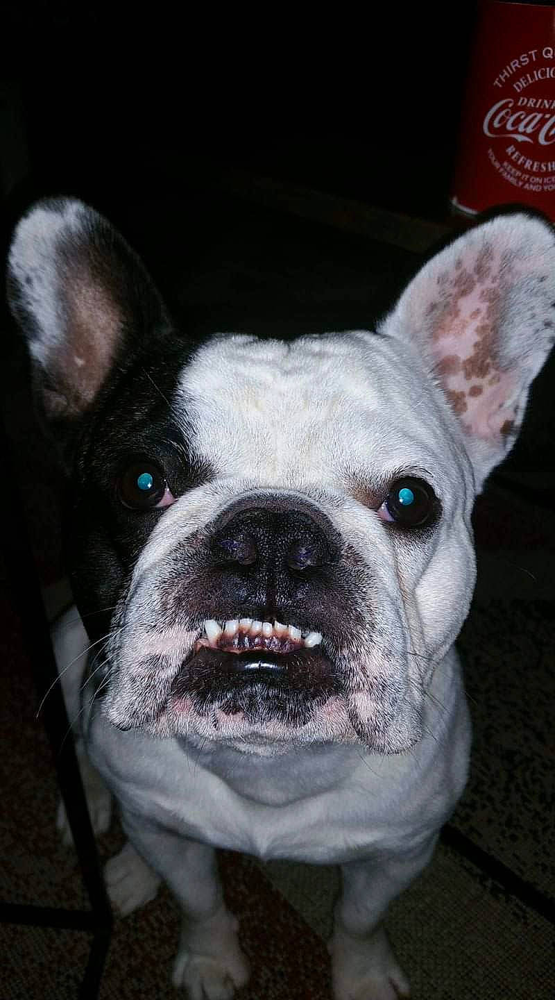 Albator participe au concours pour gagner de l'argent avec cette photo : american_bulldog, bulldog, canidae, carnivore, companion_dog, dog, dog_breed, ear, fawn, french_bulldog, mammal, non_sporting_group, puppy, rare_breed_dog, snout, toy_bulldog, vertebrate