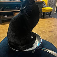 Minou a rejoint le concours — aidez-le/la à gagner de superbes lots ! black_cat, cat, frying_pan, indoor, living_room, wooden_floor, yellow_chair, television, furniture, domestic_animal, pet, curled_tail, sitting, shiny_object, relaxing, home_interior, cozy, animal, flooring, modern