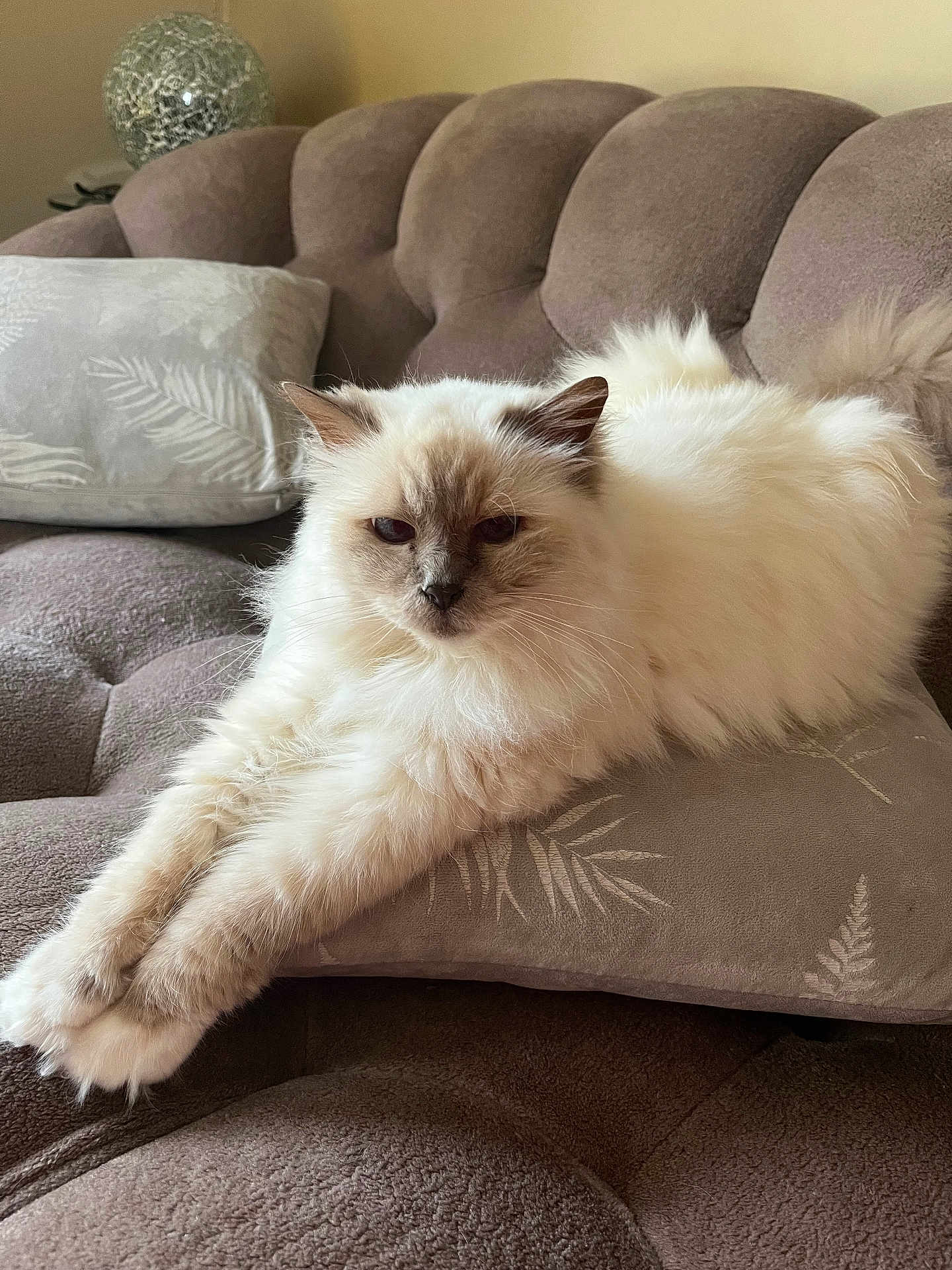 Iris a rejoint le concours — aidez-le/la à gagner de superbes lots ! cat, fluffy, cream_color, brown_couch, cushion, indoor, pet, relaxed, stretching, feline, fur, ears, face, whiskers, home, cozy, animal, resting, soft, domestic