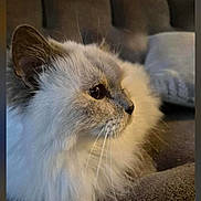 Iris participe au concours pour gagner de l'argent avec cette photo : cat, fluffy, pet, indoor, couch, furniture, whiskers, side_view, domestic_animal, relaxed, fur, animal_portrait, cozy, closeup, mammal, cute, companion, resting, home, soft