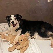 Kalyss participe au concours pour gagner de l'argent avec cette photo : dog, stuffed_animal, toy, blanket, indoor, happy, black_and_white, pet, lying_down, cuddling, canine, fur, smiling, bedroom, cozy, animal, mammal, cute, companion, relaxed