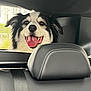 Kalyss participe au concours pour gagner de l'argent avec cette photo : dog, happy, smiling, tongue_out, car_interior, headrest, seatbelt, window, black_and_white_fur, pet, vehicle, leather_seat, backseat, daylight, closeup, canine, domestic_animal, looking_out, joyful, travel