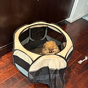 Rex is registered to the contest to win money with this photo: animal, brown, cabinets, cream, cute, dog, face, fluffy, indoor, kitchen, pet, pet_pen, playpen, pomeranian, portrait, puppy, rope_toy, small_dog, toy, wood_floor