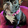 dog, french_bulldog, pet, canine, portrait, close_up, collar, beads, pink, jewelry, chair, velvet, purple, indoor, looking_up, ears, whiskers, cute, sitting, black_and_white