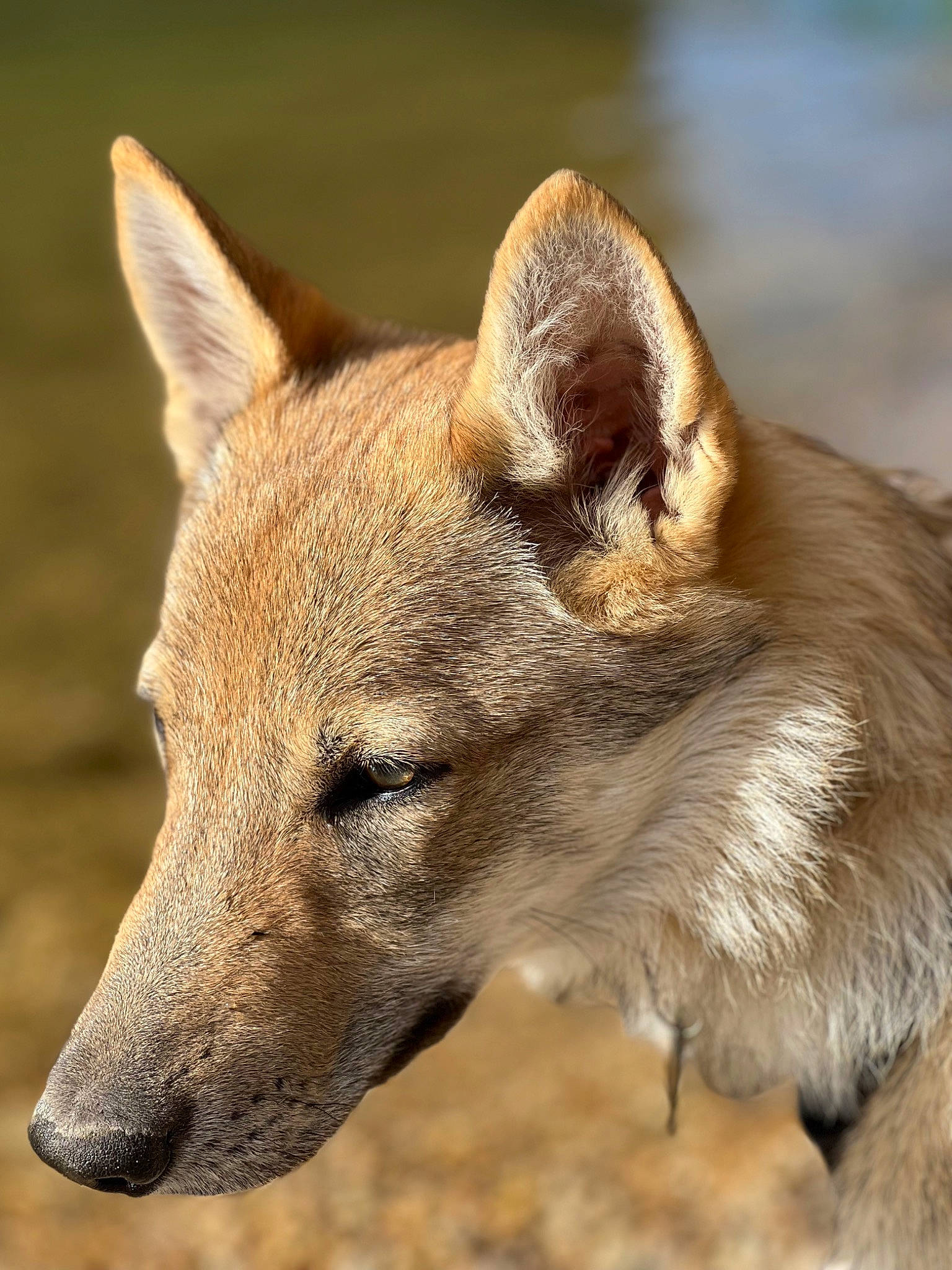 Tcheck a rejoint le concours — aidez-le/la à gagner de superbes lots ! balance, canidae, canis, carnivore, dog, dog_breed, fawn, fur, snout, terrestrial_animal, whiskers, wildlife