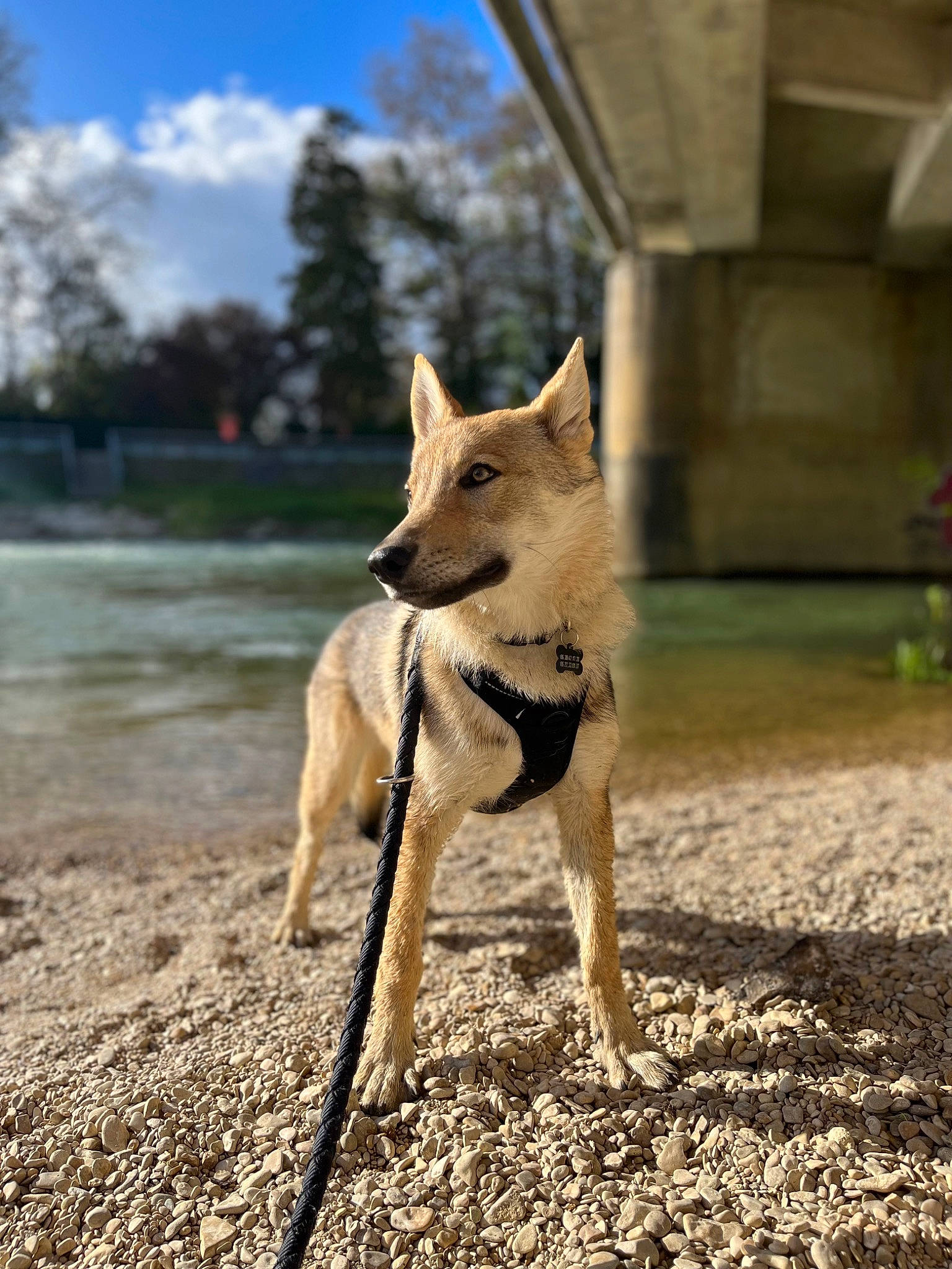 Tcheck participe au concours pour gagner de l'argent avec cette photo : canidae, canis, carnivore, cloud, companion_dog, dog, dog_breed, dog_supply, fawn, sky, snout, soil, sporting_group, tail, terrestrial_animal, tree, water, wildlife, wood, working_animal