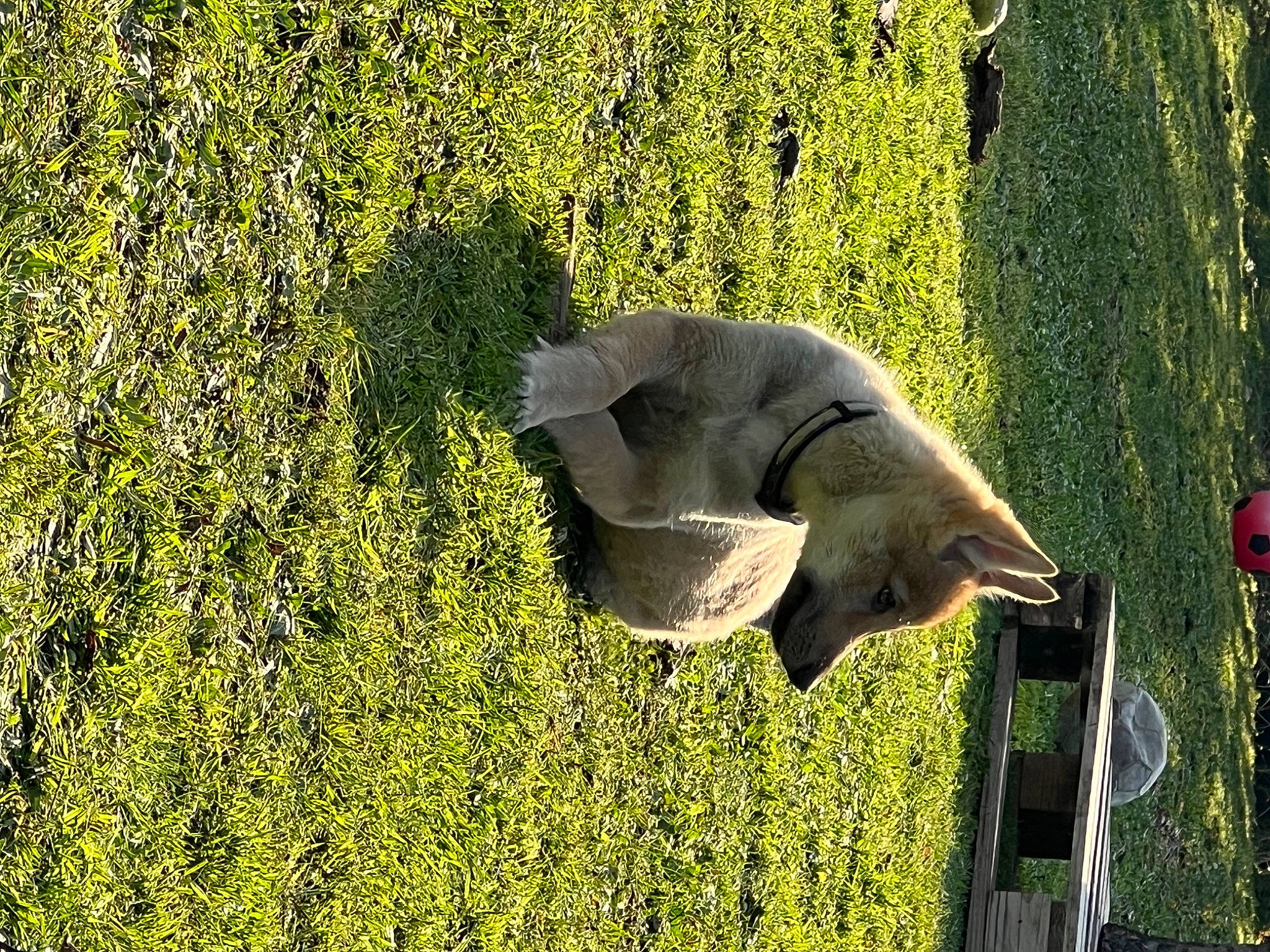 Tcheck a rejoint le concours — aidez-le/la à gagner de superbes lots ! fawn, gesture, grass, grass_family, grassland, groundcover, landscape, lawn, meadow, natural_landscape, pasture, people_in_nature, plant, shrub, snout, sunlight, tail, terrestrial_animal, tree, working_animal