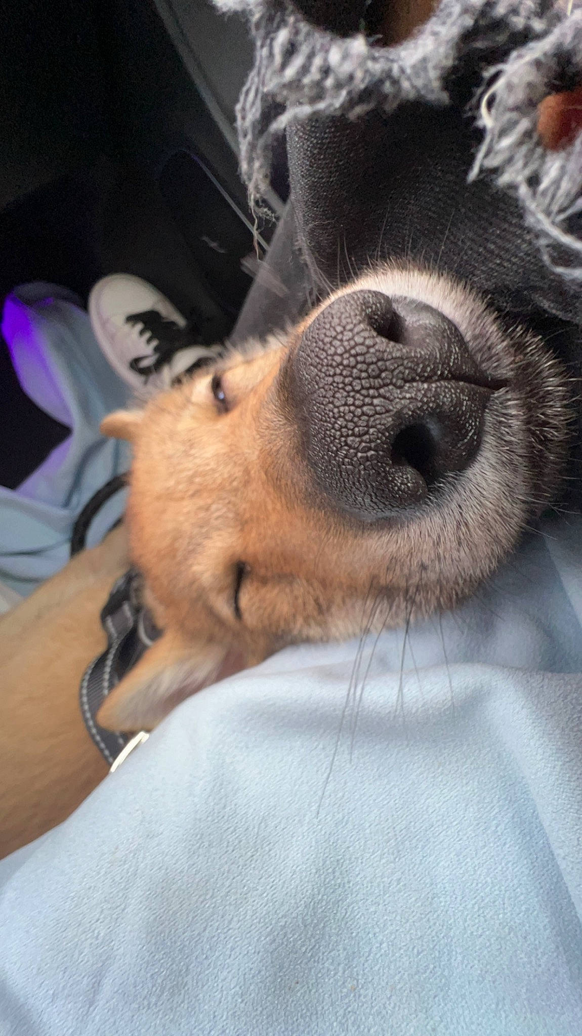 Tcheck participe au concours pour gagner de l'argent avec cette photo : canidae, carnivore, comfort, companion_dog, dog, dog_breed, ear, fawn, fur, human_leg, jaw, nap, non_sporting_group, paw, selfie, sleep, sporting_group, terrestrial_animal, whiskers, working_animal