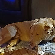 Danzig is registered to the contest to win money with this photo: animal, brown, calm, canine, companion, dog, domestic, floor, fur, home, indoor, lying_down, pet, quiet, quiet_moment, relaxed, resting, rug, tan_dog, wooden_floor