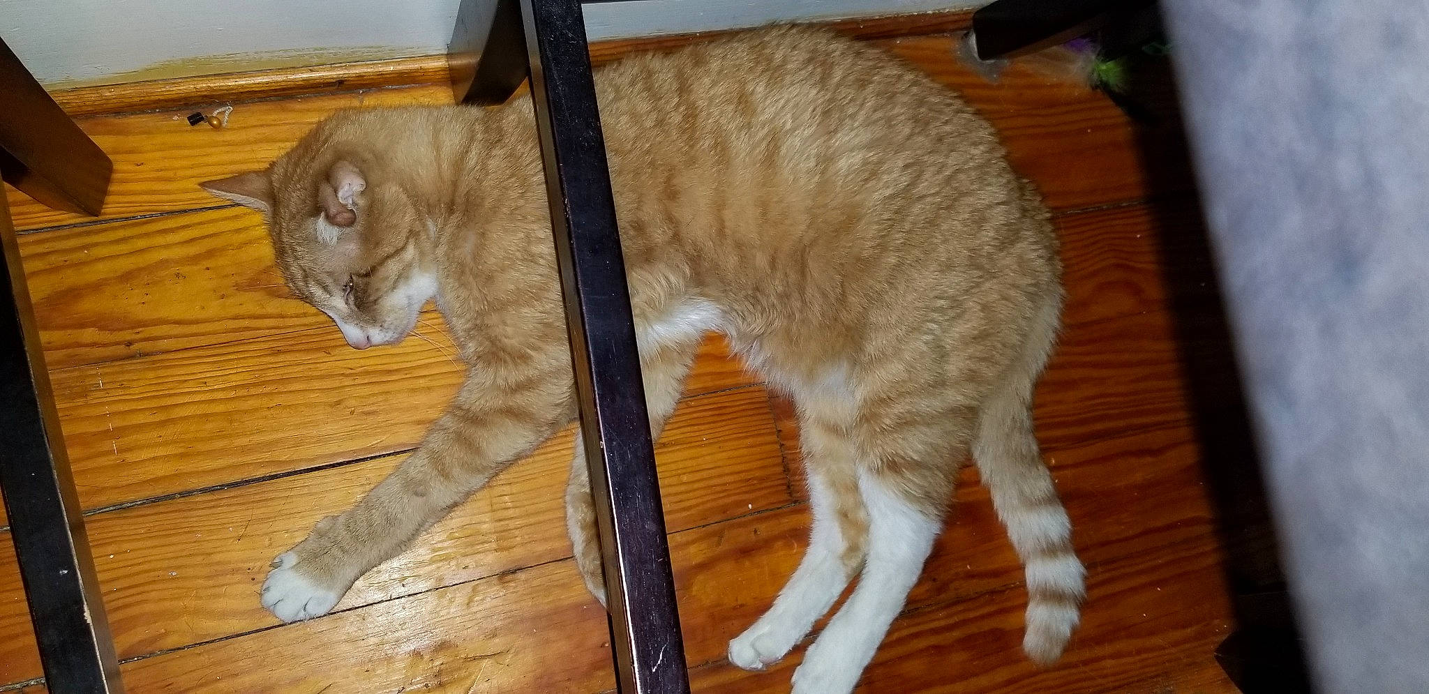 Daffy is registered to the contest to win money with this photo: carnivore, cat, claw, comfort, domestic_short_haired_cat, fawn, felidae, flooring, foot, fur, hardwood, paw, pet_supply, small_to_medium_sized_cats, snout, tail, whiskers, wood, wood_flooring, wood_stain