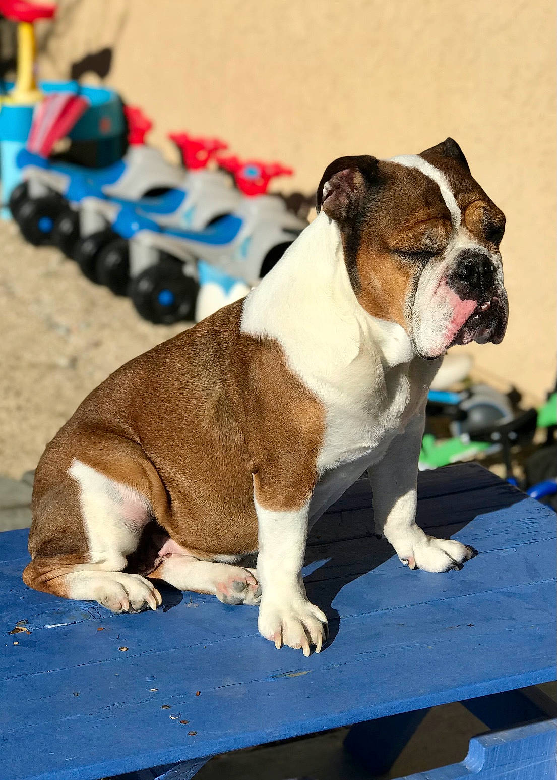 Pyper joined the competition — help win amazing prizes! ancient_dog_breeds, bulldog, canidae, carnivore, collar, companion_dog, dog, dog_breed, dog_collar, fawn, leash, molosser, non_sporting_group, puppy, snout, sporting_group, terrestrial_animal, working_animal, working_dog, wrinkle