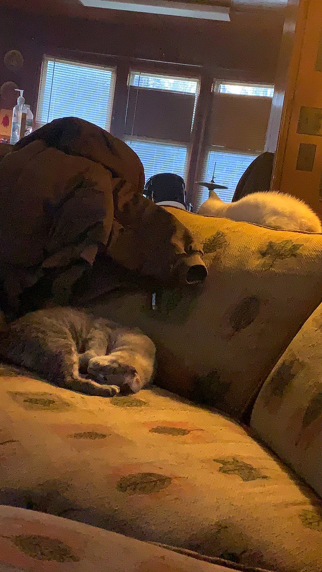 Pepper is registered to the contest to win money with this photo: carnivore, comfort, companion_dog, daylighting, dog_breed, felidae, nap, sleep, small_to_medium_sized_cats, snout, terrestrial_animal, working_animal, working_dog