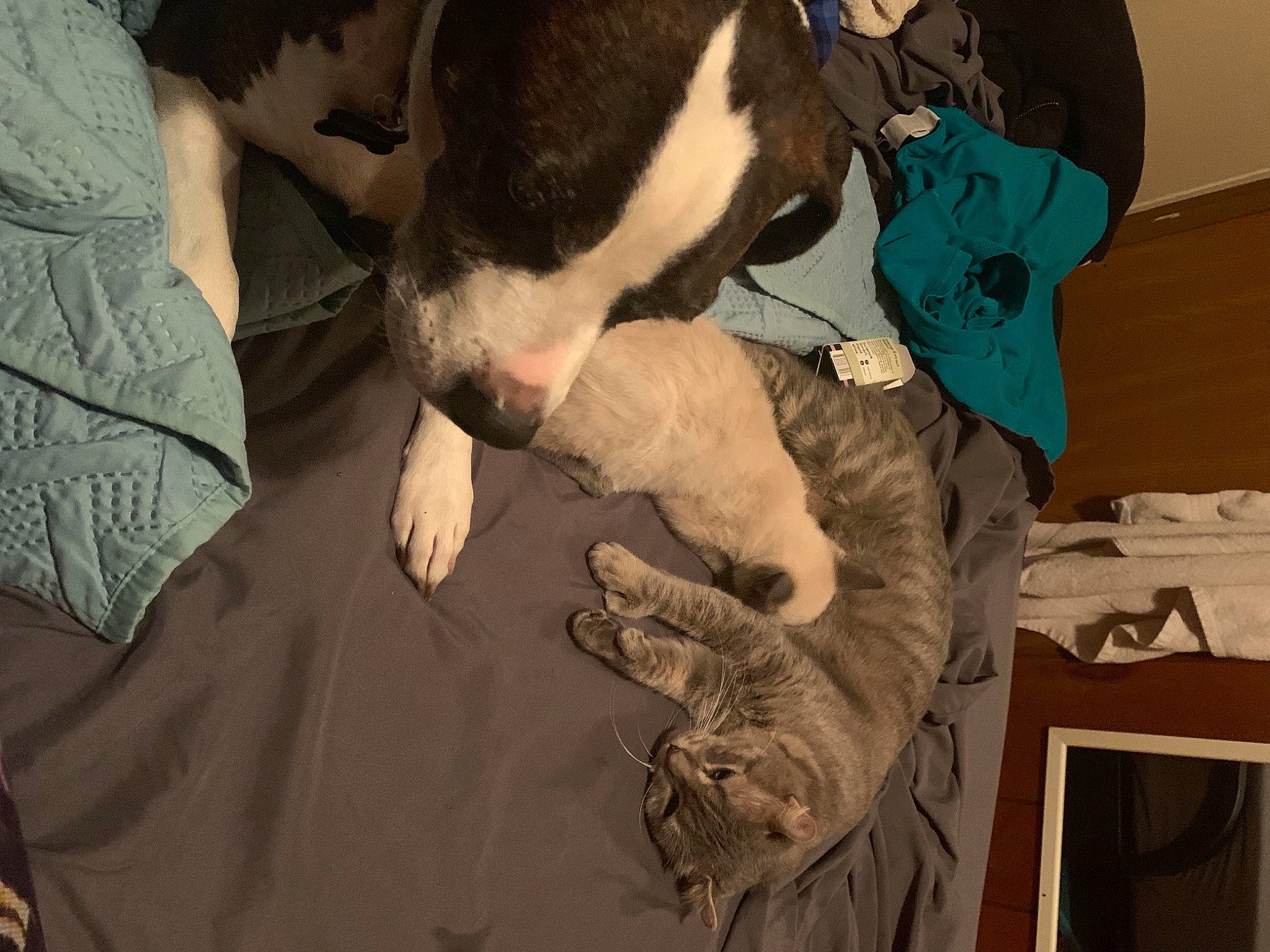 Pepper is registered to the contest to win money with this photo: boston_terrier, canidae, carnivore, companion_dog, dog, dog_breed, fur, non_sporting_group, puppy_love, snout, sporting_group, vertebrate, working_animal, working_dog