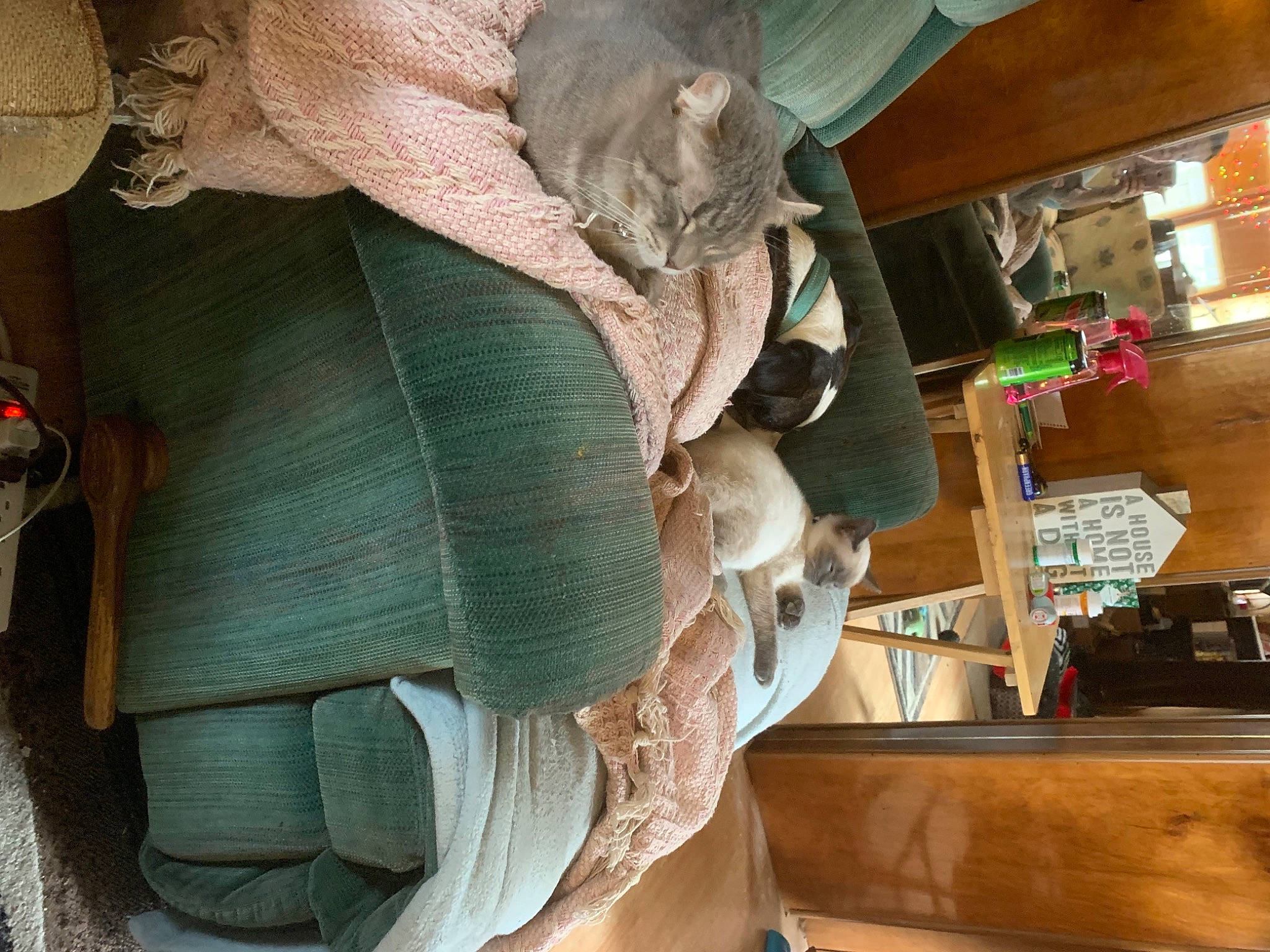 Pepper is registered to the contest to win money with this photo: carving, craft, creative_arts, natural_material, sculpture, statue, wood