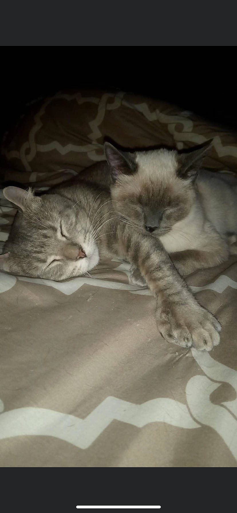 Pepper is registered to the contest to win money with this photo: carnivore, cat, claw, comfort, domestic_short_haired_cat, felidae, fur, mammal, nap, paw, sleep, small_to_medium_sized_cats, snout, vertebrate, whiskers