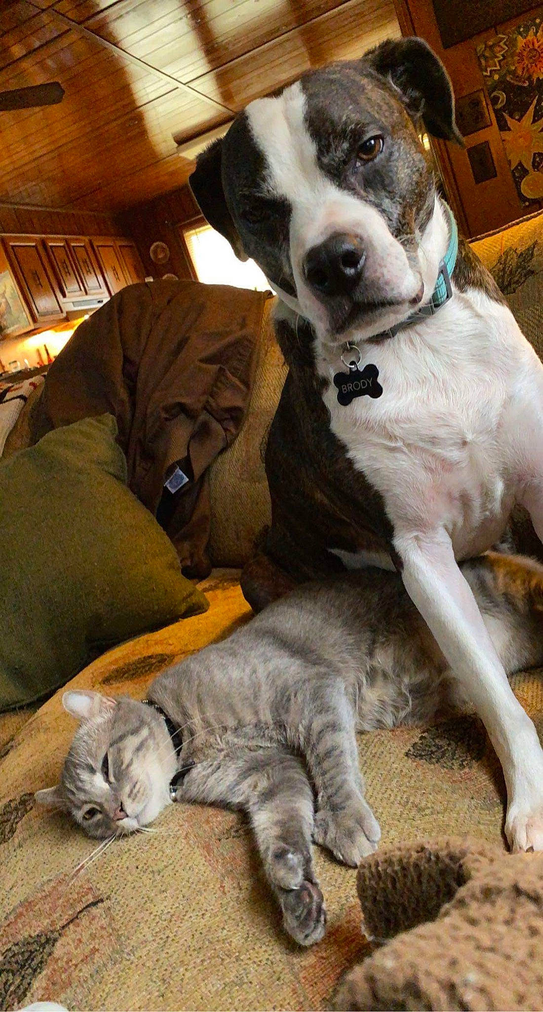 Brody is registered to the contest to win money with this photo: canidae, carnivore, cat, collar, comfort, companion_dog, dog, dog_breed, dog_supply, fawn, felidae, fur, grey, paw, pet_supply, small_to_medium_sized_cats, snout, vertebrate, whiskers, working_animal