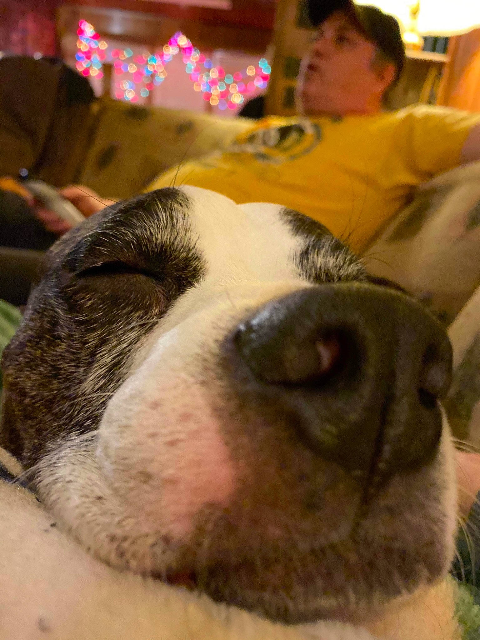 Brody joined the competition — help win amazing prizes! canidae, carnivore, close_up, companion_dog, dog, dog_breed, fawn, non_sporting_group, old_english_bulldog, organ, skin, snout, sporting_group, terrestrial_animal, vertebrate, whiskers, working_animal, working_dog