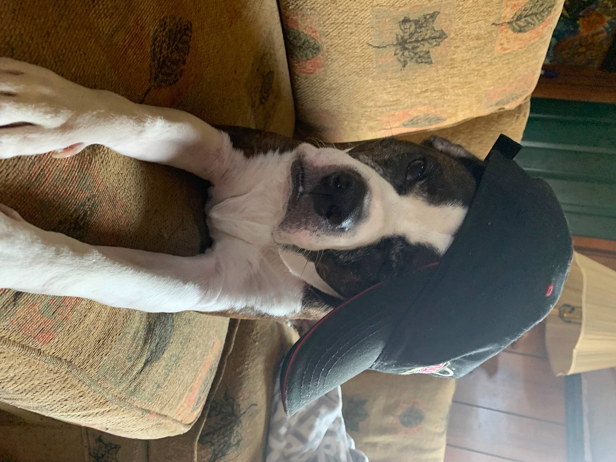 Brody joined the competition — help win amazing prizes! carnivore, comfort, companion_dog, dog, dog_breed, elbow, fawn, felidae, flooring, foot, fur, hand, human_leg, knee, leg, sitting, sunglasses, thigh, wood, wrist