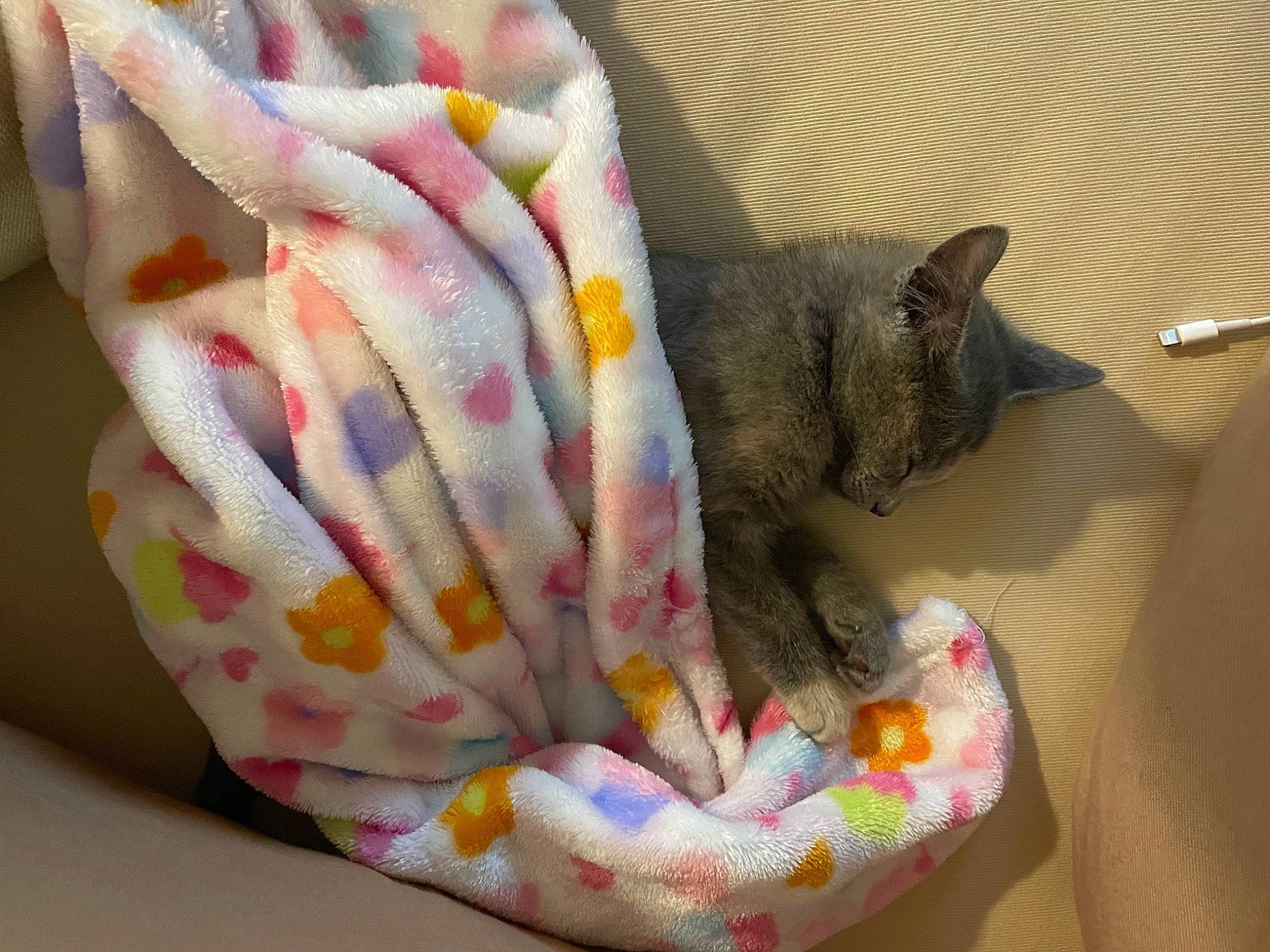 Chicken joined the competition — help win amazing prizes! baby_products, bag, bedding, carnivore, cat, cat_bed, cat_supply, comfort, domestic_short_haired_cat, fashion_accessory, fawn, felidae, fur, linens, nap, pattern, small_to_medium_sized_cats, thread, whiskers, wool