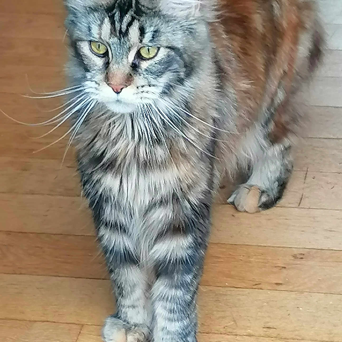 Artemise participe au concours pour gagner de l'argent avec cette photo : animal, cat, curious, cute, domestic, ears, feline, fluffy, four_legs, fur, indoor, mammal, pet, portrait, tabby, tail, walking, whiskers, wooden_floor, yellow_eyes