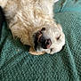 animal_face, blanket, canine, comfort, cozy, cute, dog, domestic_animal, fur, golden_retriever, happy, indoor, lying_down, mammal, pet, relaxed, resting, sleeping, smiling, soft
