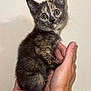 kitten, cat, tortoiseshell, pet, hands, tattoos, feline, cute, small, young, animal, indoor, person, holding, fur, whiskers, claws, portrait, looking, curious