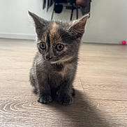 Minouche a rejoint le concours — aidez-le/la à gagner de superbes lots ! kitten, cat, indoor, floor, wooden_floor, pet, animal, curious, small, young, fur, ears, whiskers, background, clothing, coat, pink_ball, shadow, cute, domestic