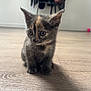 kitten, cat, indoor, floor, wooden_floor, pet, animal, curious, small, young, fur, ears, whiskers, background, clothing, coat, pink_ball, shadow, cute, domestic
