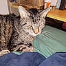 Romeo joined the competition — help win amazing prizes! cat, tabby, feline, pet, indoor, bed, blanket, furniture, nightstand, container, bottle, resting, sleepy, animal, whiskers, ears, fur, closeup, domestic, home