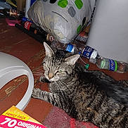 Romeo is registered to the contest to win money with this photo: tabby_cat, cat, floor, plastic_chair, bottle, snack_box, family_pack, wooden_floor, indoor, clutter, bag, carpet, pet, animal, domestic, relaxed, household, food_packaging, drink_bottle, resting